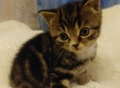 Фотография: Продам котят шотландской породы