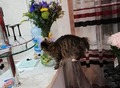Фотография: Продам котят курильского бобтейла