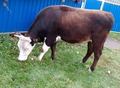 Фотография: Продам корову 3 года
