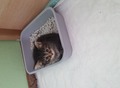 Фотография: Продам котят курильского бобтейла