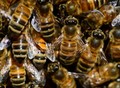 Фотография: Продам пчелосемьи на высадку по выбору