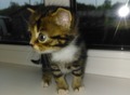 Фотография: Продам котят шотландской породы