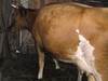 Фотография: продам корову и телку
