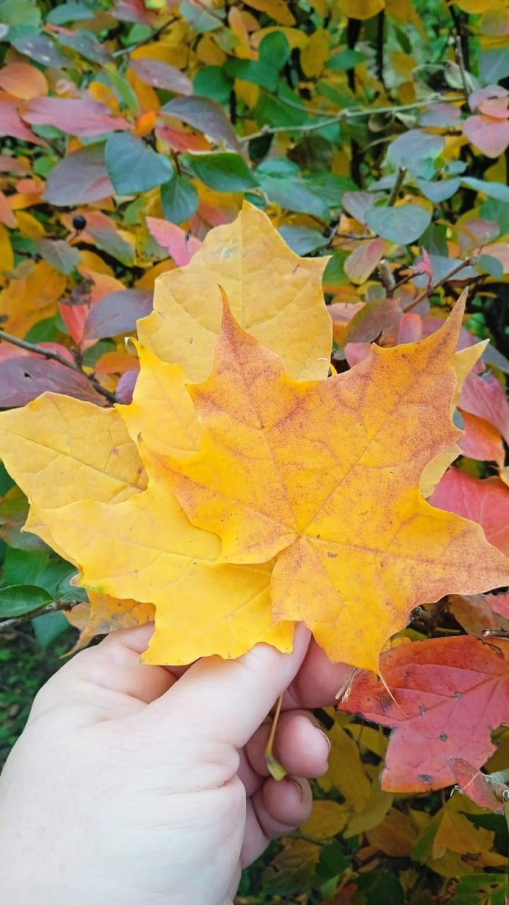 Бабье лето пришло на Алтай