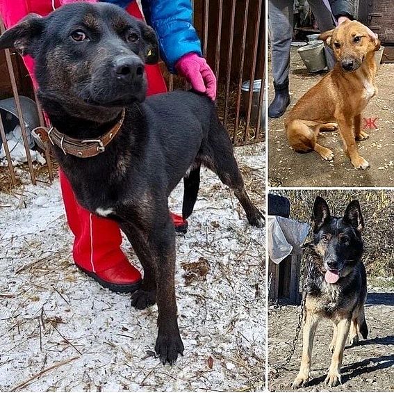 Закон об эвтаназии бездомных животных с картинками