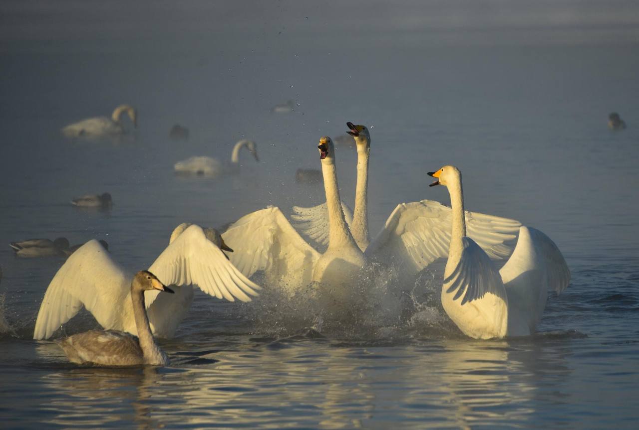 Уникальная зимовка лебедей в России
