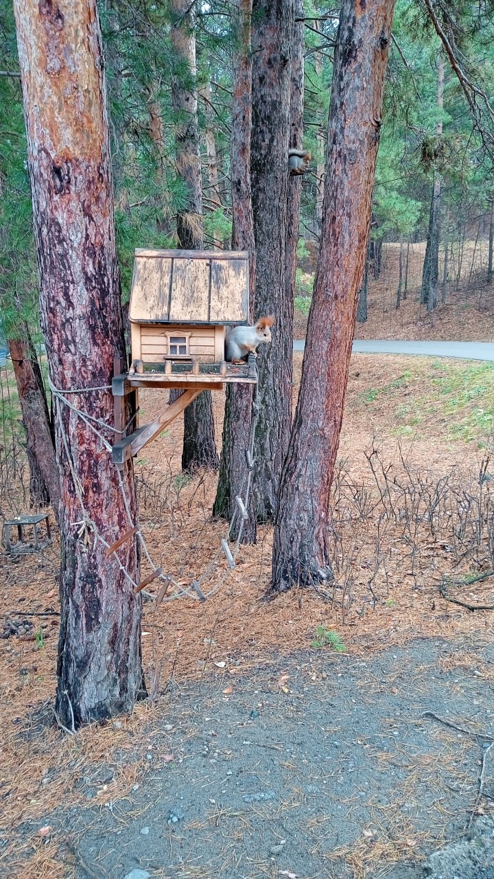 Каждое седьмое дерево в лесопарке на АБ пойдет под топор