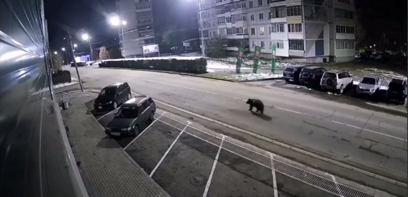 В Белокурихе ввели режим повышенной готовности из-за выхода медведей к городу