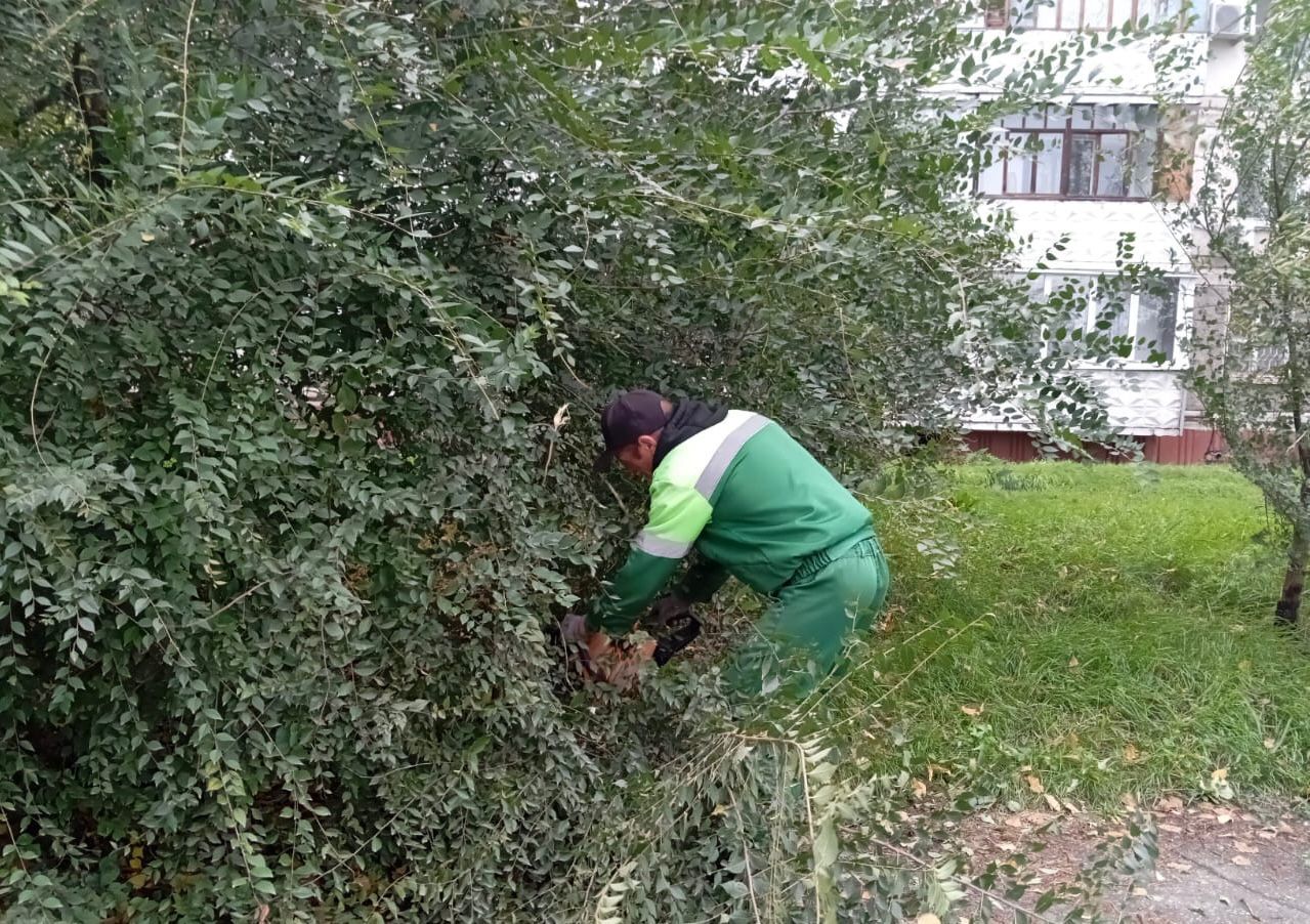 В Бийске проводят обрезку деревьев