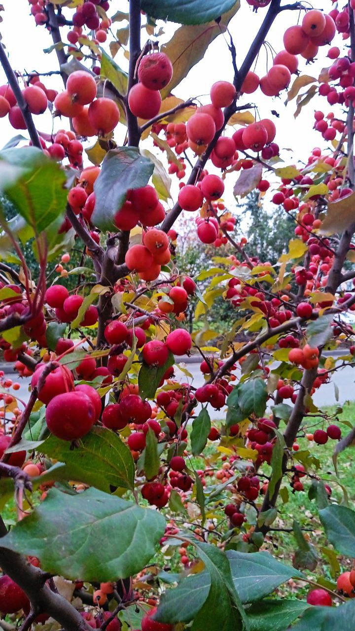 Аномально теплая осень в Алтайском крае: синоптики объяснили причину