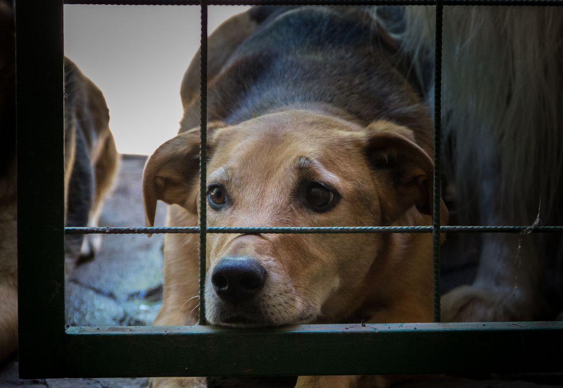В Бийске разгорелся очередной конфликт из-за пункта временного содержания животных