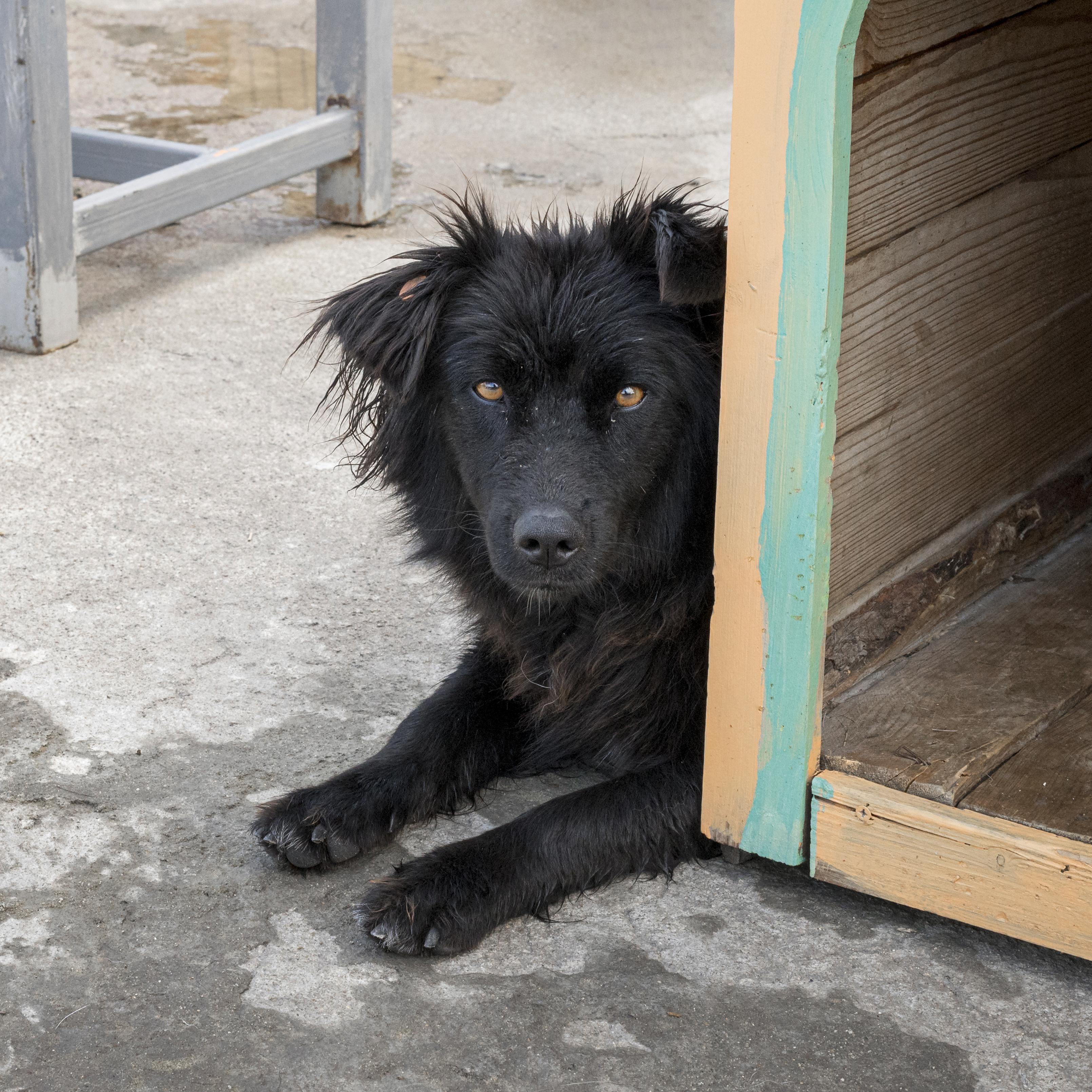 В Бийске вновь ищут подрядчика для отлова бездомных собак