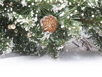 В Алтайском крае усилены меры по охране лесов в преддверии Нового года