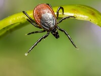 В Бийске зафиксирован первый случай укуса клеща