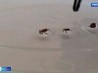 Бийск лидирует по числу укусов клещей в Алтайском крае