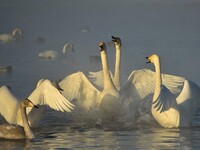 Уникальная зимовка лебедей в России
