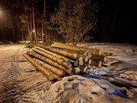 Лес вывезен, но осадок остался: Жители Бийска направили жалобу в Следственный комитет