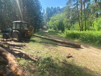 В Бийске жители протестуют против вырубки сосен в микрорайоне АБ