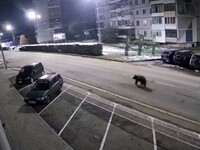 В Белокурихе ввели режим повышенной готовности из-за выхода медведей к городу