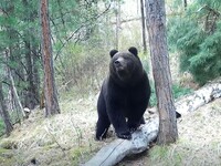 В Артыбаше медведь напал на туристку и утащил её в лес