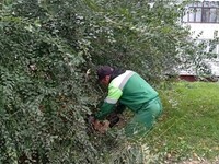 В Бийске проводят обрезку деревьев