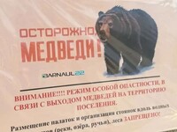 Медведь, убивший туристку в Артыбаше, в тот же день напал на продавца киоска