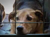 В Бийске разгорелся очередной конфликт из-за пункта временного содержания животных