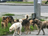 Краевые власти приступили к рассмотрению закона об эвтаназии бездомных собак