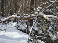 Деревья, поваленные в прошлом году ураганом, наконец-то уберут