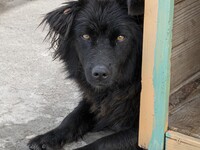 В Бийске вновь ищут подрядчика для отлова бездомных собак