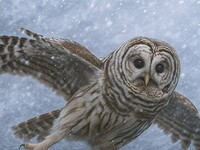 Сильный мокрый снег и гололедицу в сопровождении ветра обещают синоптики в Алтайском крае