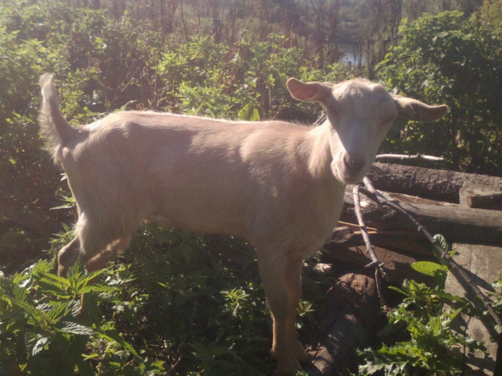 Фотография: Продам дойных коз и козлят