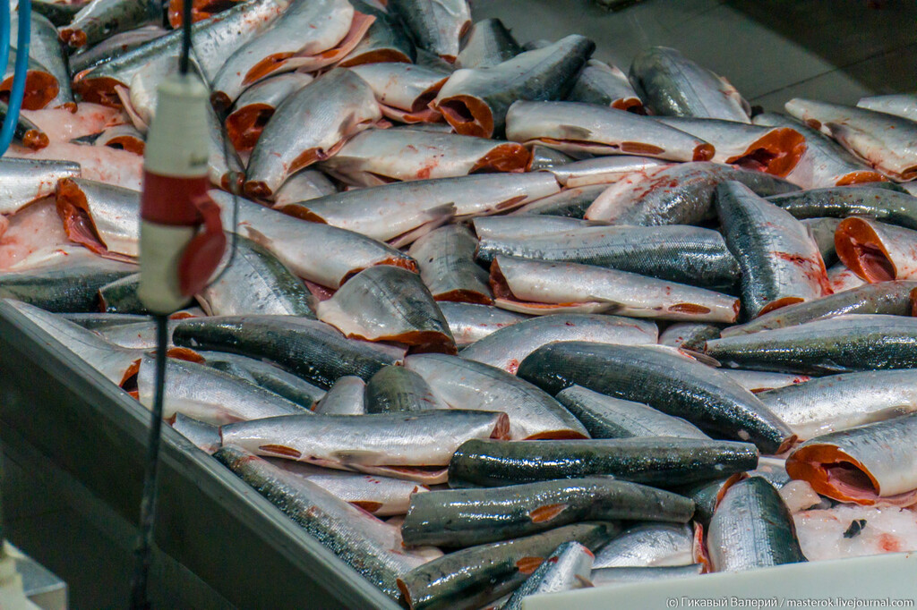 Фотография: Рыбообработчики на Камчатку