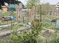 Фотография: Сад/дача, СНТ «Труженик» Зональный район, ул. Цветочная, 53