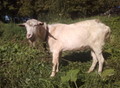 Фотография: Продам коз заанинской и чешской породы