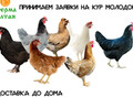Фотография: Куры молодки