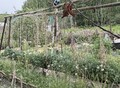 Фотография: Сад/дача, СНТ «Труженик» Зональный район, ул. Цветочная, 53