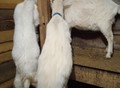 Фотография: Зааненские козы