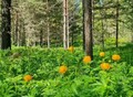 Фотография: Участок, Центр, Советская