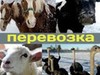 Фотография: ПЕРЕВОЗКА КРС, ДОМАШНЕГО СКОТА, ЖИВОТНЫХ И Т. Д. 