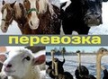 Фотография: Перевозка КРС скота других домашних животных