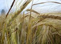 Фотография: Пшеница, рожь
