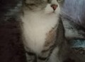 Фотография: сибирские котята