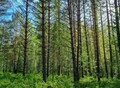 Фотография: Участок, Центр, Советская