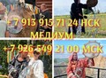 Фотография: Сильный Обряд На Возврат Вашей Супруги! Помогу Вер