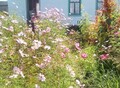 Фотография: Участок, Заречье, Снт Мичуринец,Березовая