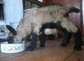 Фотография: Продам коз заанинской и чешской породы
