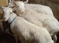 Фотография: Зааненские козы