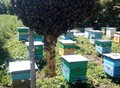 Фотография: Продам пчелосемьи