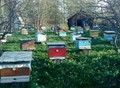 Фотография: Продам пчелопакеты